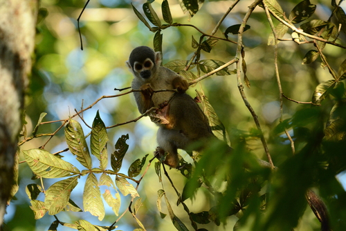 Ecuadorian Squirrel Monkey, photo 7 of 9