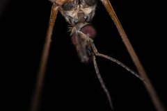 Tipula luna