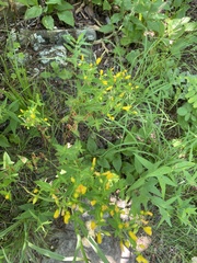 Hypericum pseudomaculatum