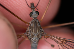 Tipula luna
