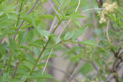 Sambucus williamsii