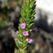 Spinetip Purplegorse - Photo (c) Gigi Laidler, some rights reserved (CC BY-NC), uploaded by Gigi Laidler