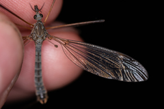 Tipula luna