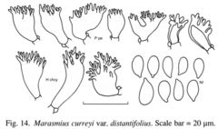 Marasmius curreyi