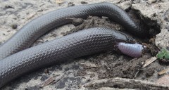 Amblyodipsas polylepis