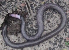 Amblyodipsas polylepis