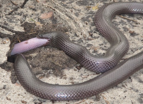Purple-glossed Snake, Amblyodipsas polylepis