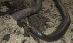 Amblyodipsas polylepis