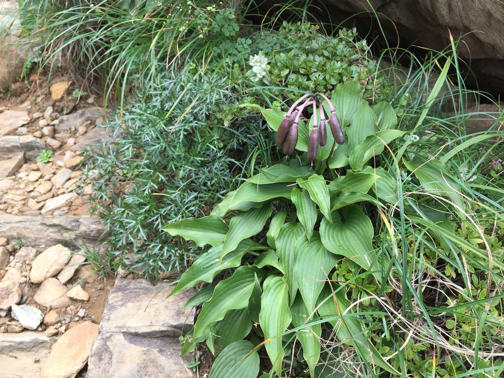 Hosta shikokiana