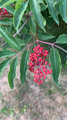 Sambucus racemosa