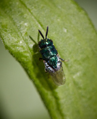 Euperilampus triangularis