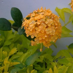 Magnoliopsida
