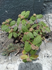 Euphorbia hirta