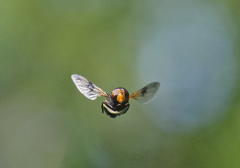 Volucella pellucens