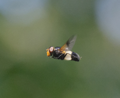 Volucella pellucens