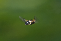 Volucella pellucens