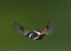 Volucella pellucens