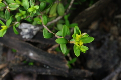 Pimelea hewardiana