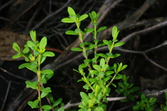 Pimelea hewardiana