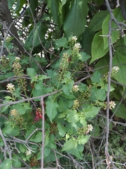 Rivina humilis