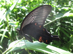 Papilio demetrius