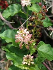 Rivina humilis