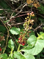 Rivina humilis