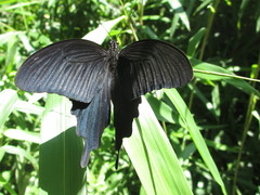 Papilio demetrius