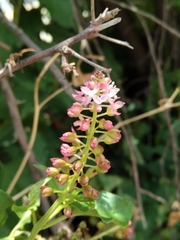 Rivina humilis