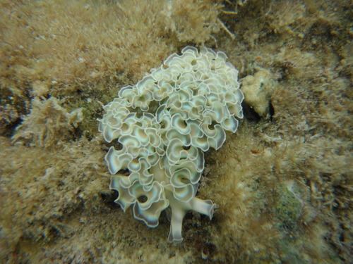 Lettuce Sea Slug