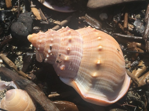 Struthiolaria papulosa