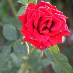 Rosa