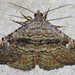 Cruel Toxonprucha - Photo (c) David G. Barker, some rights reserved (CC BY-NC), uploaded by David G. Barker