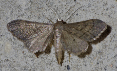Protoproutia laredoata
