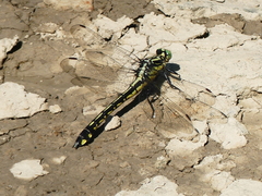 Gomphurus lineatifrons