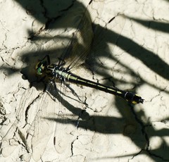 Gomphurus lineatifrons