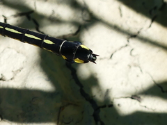 Gomphurus lineatifrons