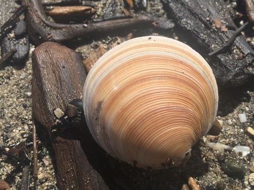 Dosinia anus