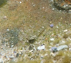 Bathygobius cocosensis