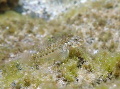 Bathygobius cocosensis