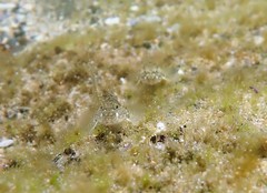 Bathygobius cocosensis