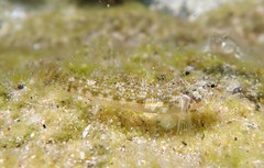 Bathygobius cocosensis