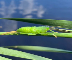 Bucrates malivolans