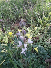 Lupinus palaestinus