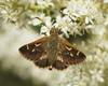 Barred Skipper - Photo (c) Reiner Richter, some rights reserved (CC BY-NC-SA), uploaded by Reiner Richter