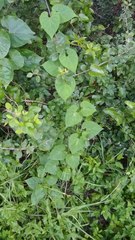 Matelea edwardsensis