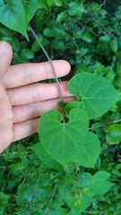 Matelea edwardsensis