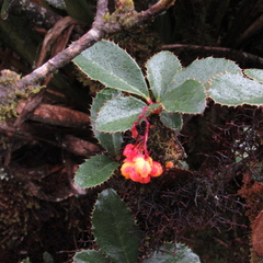 Berberis goudotii