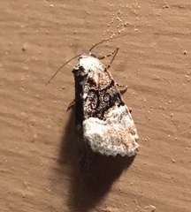 Euplexia benesimilis