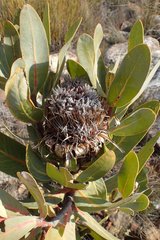 Protea lorifolia